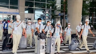 2 empresas eliminadas del programa para enviar trabajadores a Australia para trabajar en la agricultura