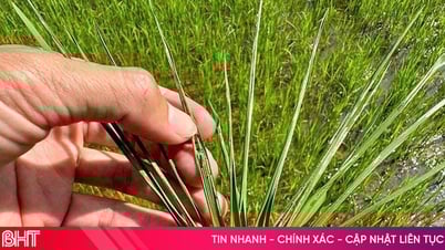 "គន្លឹះ" ស្តីពីការការពារសត្វល្អិត និងជំងឺក្នុងស្រូវរដូវក្តៅ-រដូវស្លឹកឈើជ្រុះ