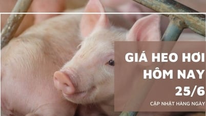 Pig price today June 25: Quiet nationwide