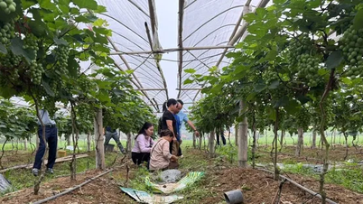 Nhờ vốn vay ưu đãi, nhiều hộ nông dân Lạng Sơn thoát nghèo