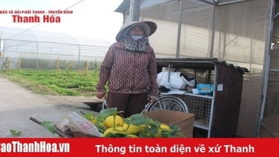 កត់ត្រាតម្លៃទាបនៃ cantaloupe មនុស្ស "ព្យួរសួន"