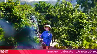 កសិករ​រក​វិធី​ធ្វើ​ឱ្យ​ដើម​អំពិល​ពណ៌​លឿង​គីណាំ​ចុះ​ត្រជាក់