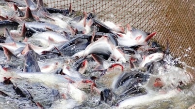 Tận dụng 'khoảng lặng' thuế Mỹ, xuất khẩu thủy sản tăng mạnh