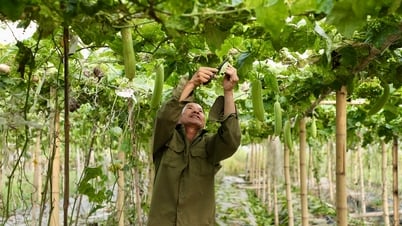 Hai Duong has planted about 6,000 hectares of summer-autumn vegetables.
