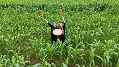 Bỏ nghề MC truyền hình, cô gái Nùng làm ngô nếp bản địa bán cả triệu đồng/kg