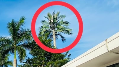 Vì sao lắp trạm BTS ở phố 'ngụy trang' khó thấy nhưng ở nông thôn nhìn là biết ngay?