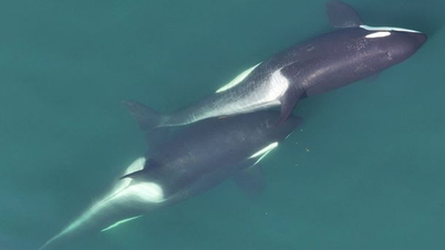 Killer whales found using seaweed to 'massage' each other