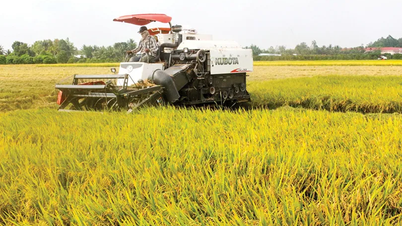 Đảm bảo sản xuất an toàn, hiệu quả các vụ lúa trong năm