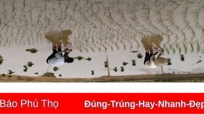 Toàn tỉnh đã gieo cấy được gần 5.000ha lúa Mùa
