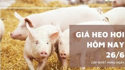 Schweinepreis heute, 26. Juni: 1.000 VND/kg weniger in der südlichen Region, …