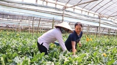 التعداد العام للمناطق الريفية والزراعية في عام 2025 في هانوي اعتبارًا من 1 يوليو