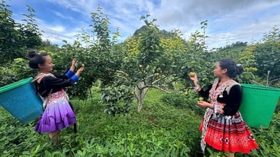 Nung Nang in pear production season
