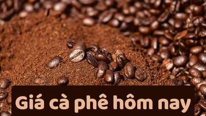 Coffee price today June 26, 2025: Shocking decline