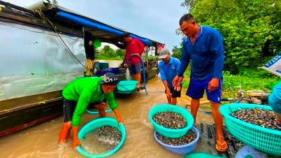 Mussel Channel