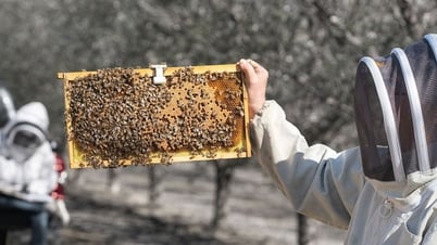 Bất ngờ trí tuệ nhân tạo giúp nuôi ong