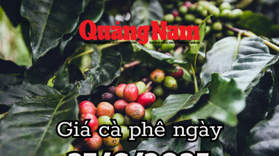 Tin tức, dự báo giá cà phê ngày mai 26/6/2025 ngày càng xa bờ