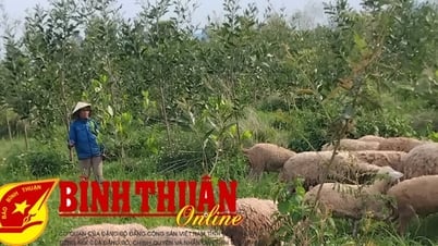 Chương trình MTQG phát triển kinh tế - xã hội vùng đồng bào dân tộc thiểu số và miền núi: Khởi sắc đồng bào vùng cao