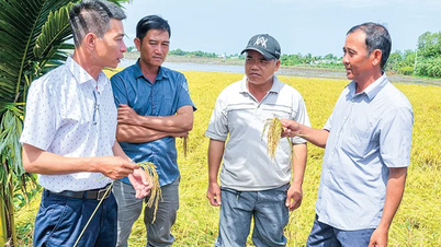 Triển vọng nâng cao thu nhập nhờ canh tác giống lúa mới