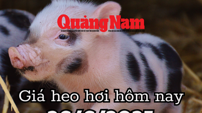 Giá heo hơi hôm nay 26/6/2025: Miền Trung và miền Nam đỏ lòm, miền Trung xuyên thủng đáy