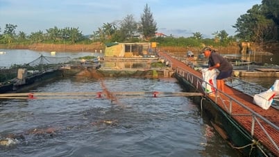 Giá cá tại Hải Dương xuống thấp