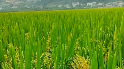 Xây dựng đề án tổng thể cho trồng trọt giảm phát thải