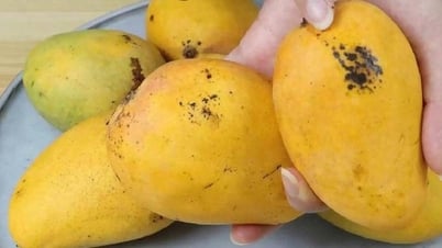 Mua xoài cứ dùng 5 mẹo này: Bách phát bách trúng, quả nào cũng ngọt như mía lùi