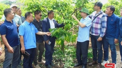 Delegation of officials from 9 provinces of Northern Laos visited some agricultural models in Mai Son