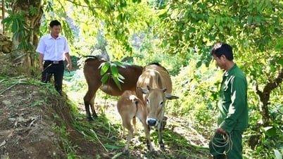 فعالية البرامج والسياسات الشعبية