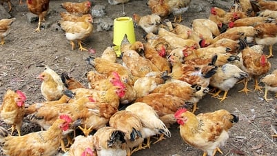 Strictly handle cases of transporting and trading smuggled pets.