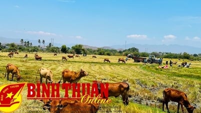Nửa đầu năm 2025: Hoạt động chăn nuôi chuyển biến tích cực