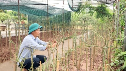 Người nông dân hơn 30 năm gắn bó với nghề trồng hoa