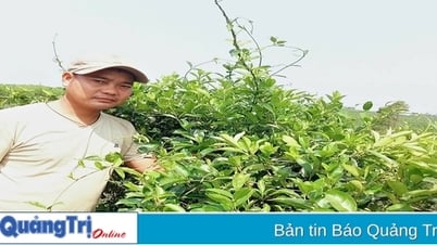 Prospects with the model of growing Gymnema Sylvestre
