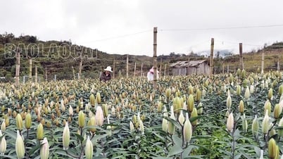 Le désir au pays des brumes