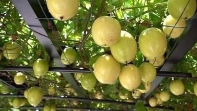 Les protocoles créent une dynamique pour les exportations agricoles vers le marché chinois