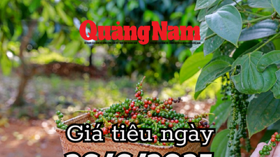 Giá tiêu hôm nay 26/6/2025 Đắk Lắk và Đắk Nông thêm nhiệt ở mức đỉnh 126,000 đồng/kg
