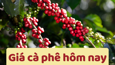តម្លៃកាហ្វេថ្ងៃនេះ ថ្ងៃទី 27 ខែមិថុនា ឆ្នាំ 2025៖ កំណត់ត្រាធ្លាក់ចុះយ៉ាងខ្លាំង