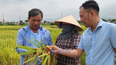 Tập trung thu hoạch vụ lúa xuân