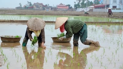 Hai Duong ទើប​តែ​ដាំ​ស្រូវ​ដើម​រដូវ​បាន​ប្រមាណ ៣៥០​ហិកតា។