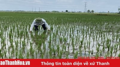 Обработка соломы микробиологическими технологиями повышает плодородие почвы