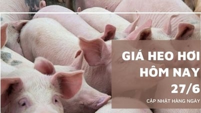 Schweinepreis heute, 27. Juni: Vorübergehend stagnierend in allen drei Regionen
