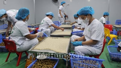 Hung Yen hat 345 Produkte OCOP-zertifiziert