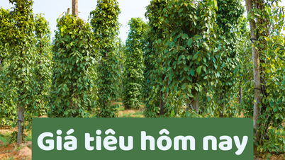 Giá tiêu hôm nay 27/6/2025: Tiếp tục tăng mạnh