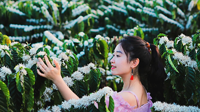 Fascinado por la belleza de la temporada de flores de café Buon Ma Thuot
