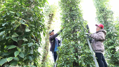 Xây dựng nông thôn giàu đẹp nhờ tập trung phát triển sản xuất