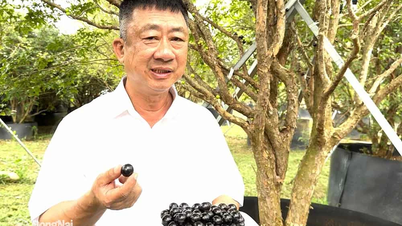 Trồng nho thân gỗ ở đô thị sân bay