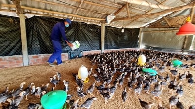 Nông sản Quảng Nam và cú hích từ chuỗi liên kết của hợp tác xã