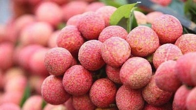 إزالة الصعوبات أمام المنتجات الزراعية المصدرة في موسم المحصول الرئيسي
