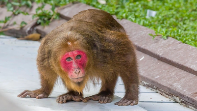 The secret of the strangest red-faced monkey in Vietnam's forests
