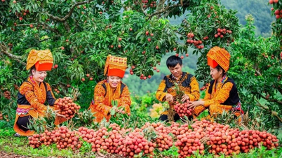 ពង្រីកទីផ្សារកសិផលវៀតណាម៖ មិនអាចពឹងផ្អែកតែលើរដូវកាលបានទេ។