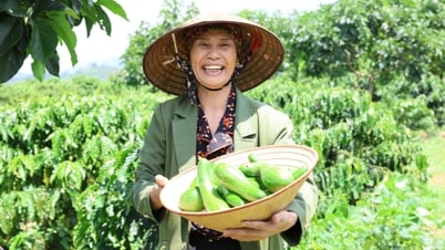 Les agriculteurs de Da Don améliorent les produits agricoles